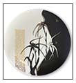 Spider Orchid plate