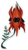 image of a sturt pea flower