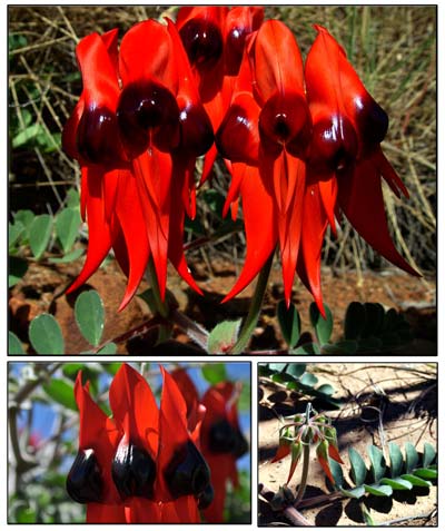 Photos of Sturt Peas taken by Anne Blake