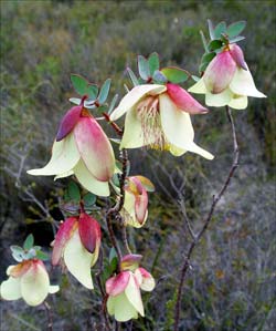 A cluster of Qualup Bells